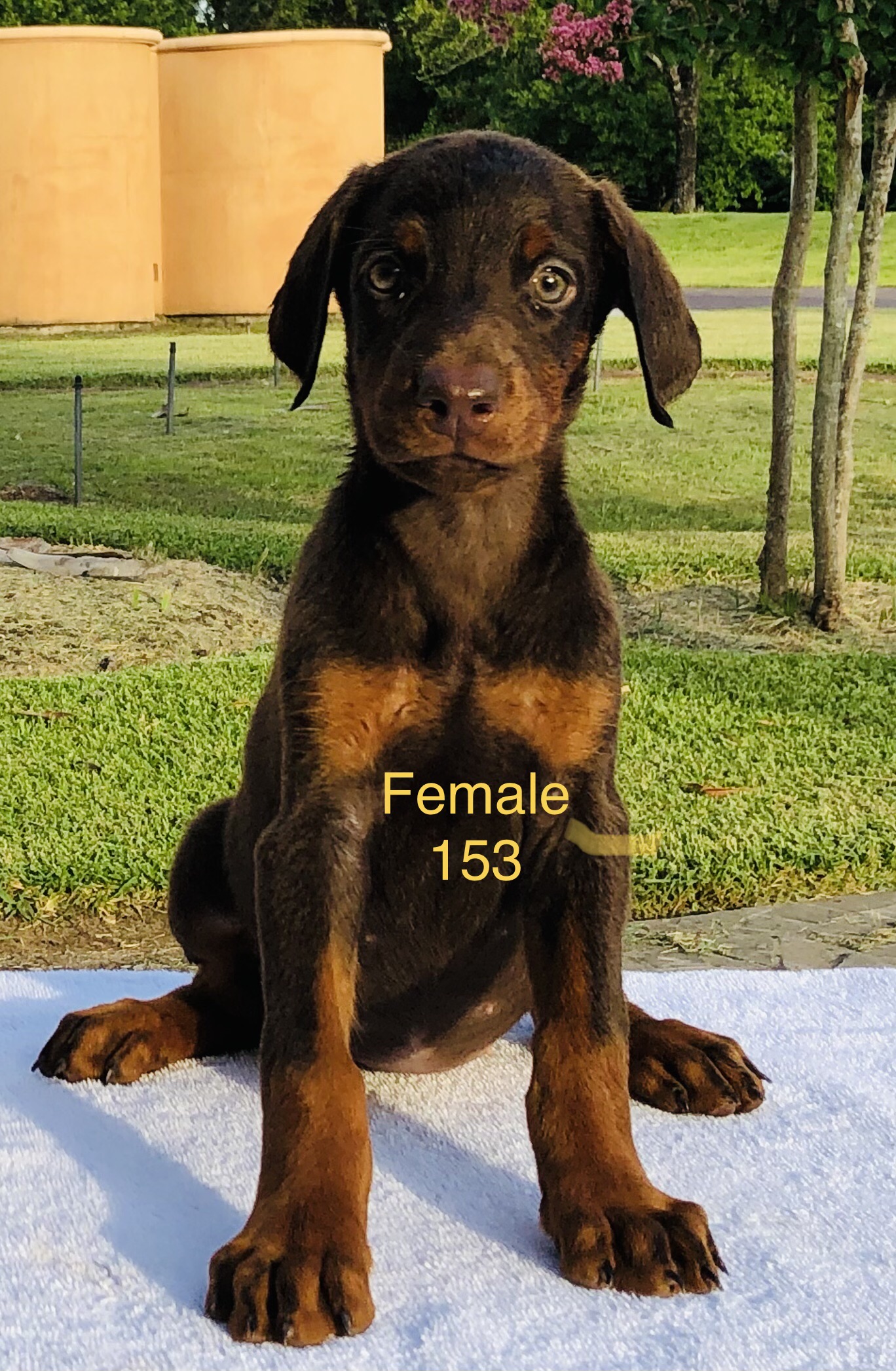 Female 153 + Brown + Female